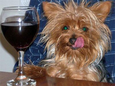 a-wine-dog-lips