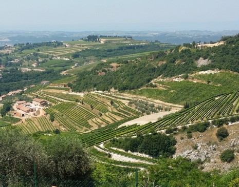 The triangular La Poja vineyard at top of hill at top middle of photo with La Grola down to the left