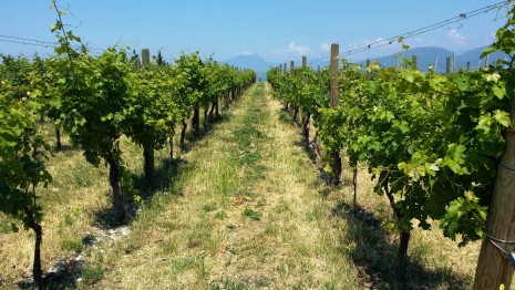 Looking through the La Poja vineyard out to the Alps