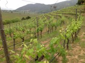 clos apalta vineyard