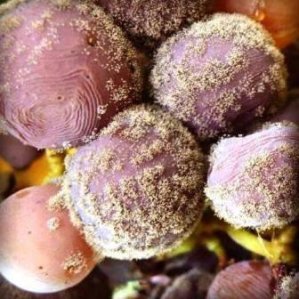 White-Bordeaux-grapes-with-Botrytis