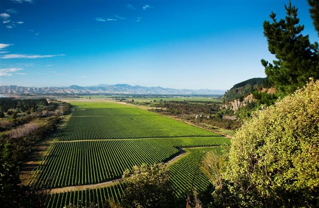 stunning image of Wither Hills Rarangi Vineyard by Jim Tannock
