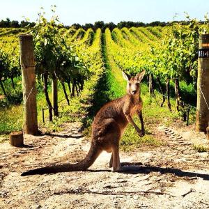 wine wankers aussie