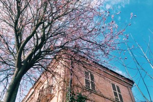 In the spring the entire region comes to life with color from blooms bursting in the Mediterranean climate.