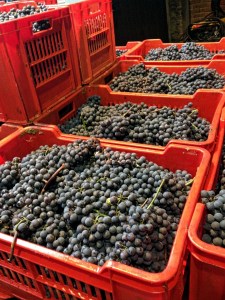 Nebbiolo for Barolo Harvest at Catina Bartolo Mascarello in Barolo.